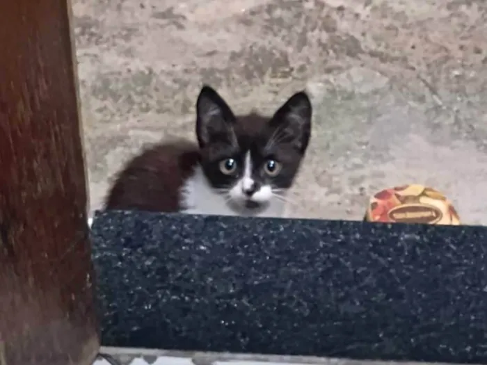 Gato ra a SRD-ViraLata idade 2 a 6 meses nome Ainda sem nome