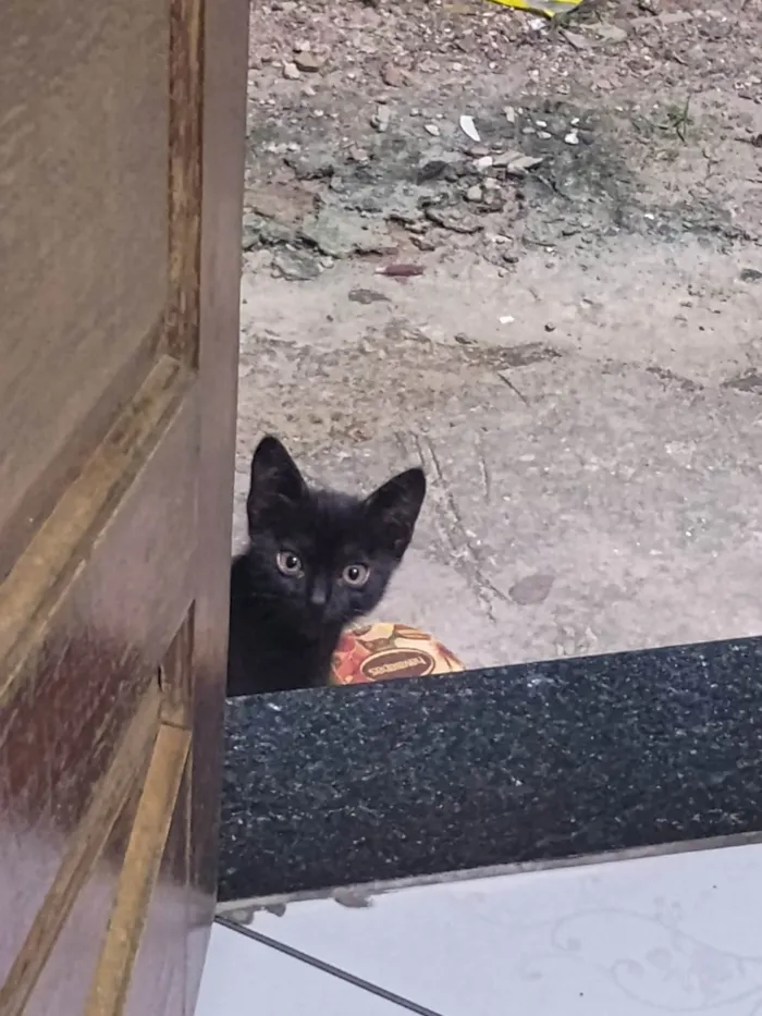 Gato ra a SRD-ViraLata idade 2 a 6 meses nome Sem nome