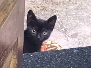 Gato raça SRD-ViraLata idade 2 a 6 meses nome Sem nome