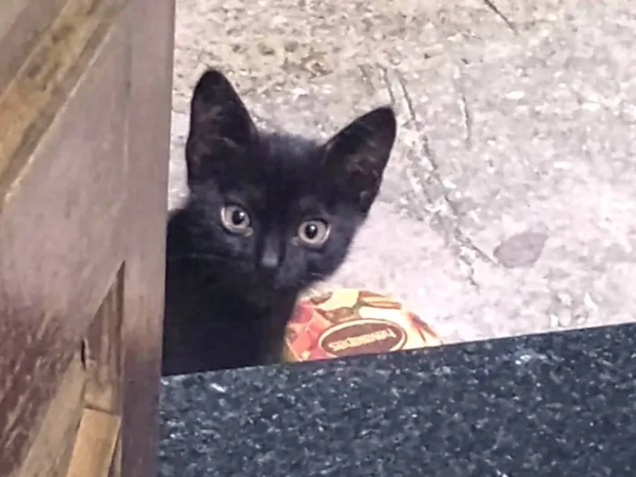 Gato ra a SRD-ViraLata idade 2 a 6 meses nome Sem nome