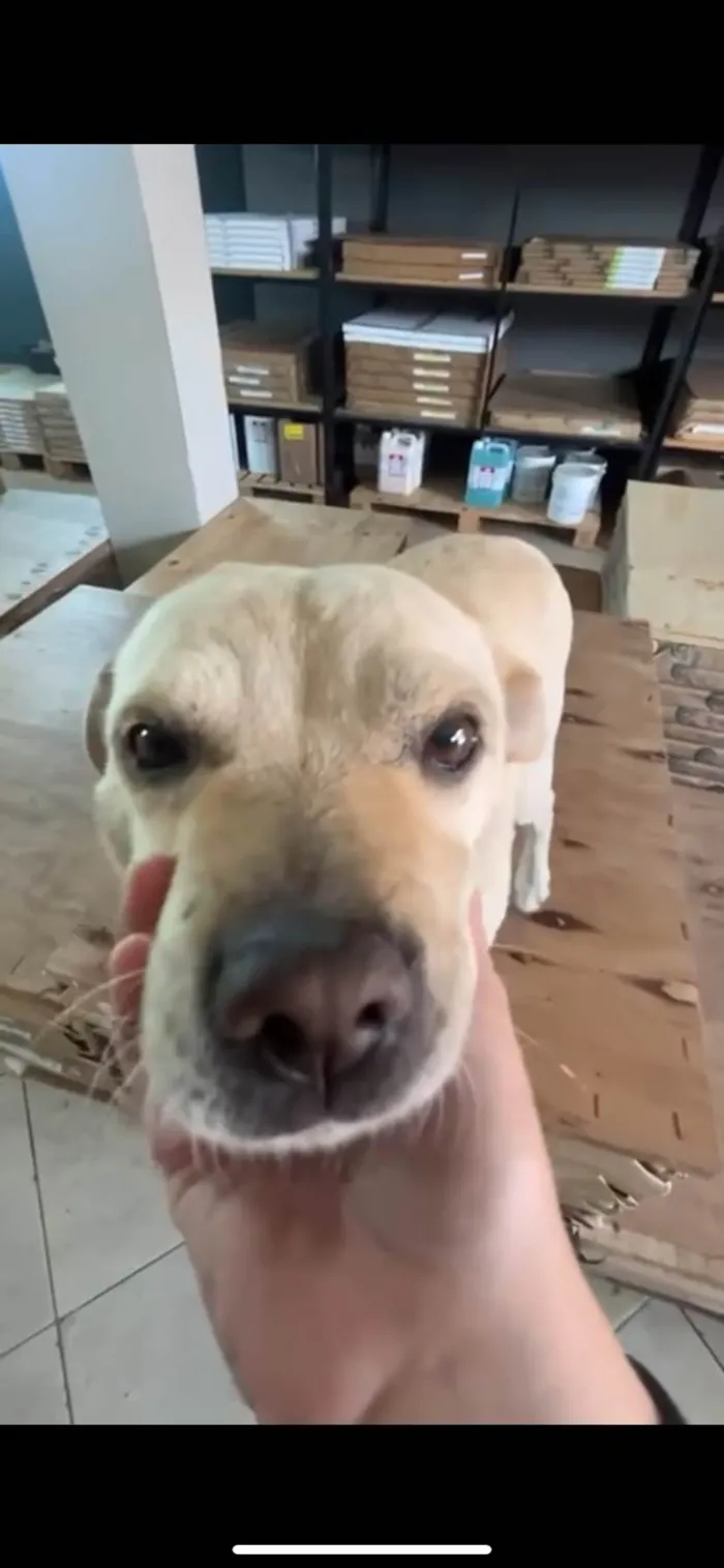 Cachorro ra a SRD-ViraLata idade 6 ou mais anos nome Lizi