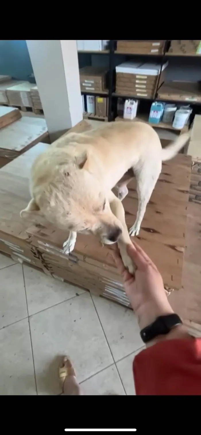 Cachorro ra a SRD-ViraLata idade 6 ou mais anos nome Lizi