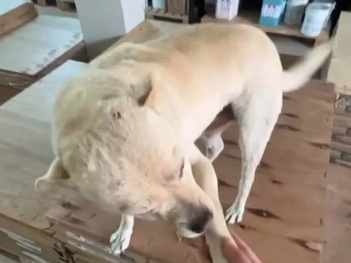 Cachorro ra a SRD-ViraLata idade 6 ou mais anos nome Lizi