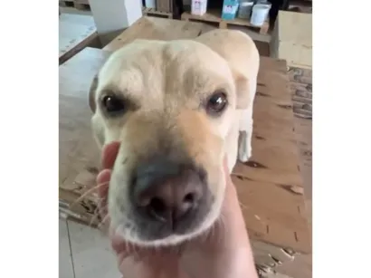 Cachorro raça SRD-ViraLata idade 6 ou mais anos nome Lizi