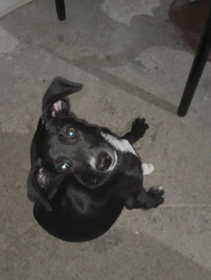 Cachorro ra a SRD-ViraLata idade 2 a 6 meses nome Késsia