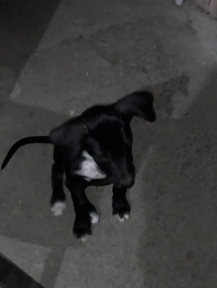 Cachorro ra a SRD-ViraLata idade 2 a 6 meses nome Késsia