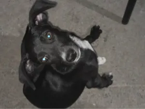 Cachorro raça SRD-ViraLata idade 2 a 6 meses nome Késsia