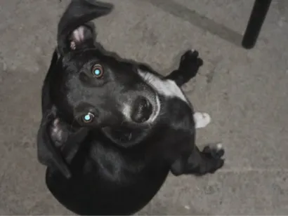 Cachorro raça SRD-ViraLata idade 2 a 6 meses nome Késsia