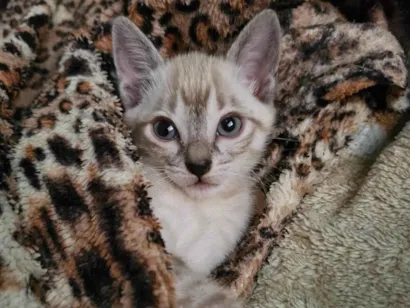 Gato raça SRD-ViraLata idade 2 a 6 meses nome Não tem 