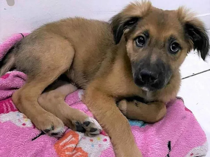 Cachorro ra a SRD-ViraLata idade 2 a 6 meses nome Torresminho