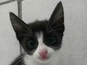 Gato raça SRD-ViraLata idade 2 a 6 meses nome Theo