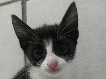 Gato raça SRD-ViraLata idade 2 a 6 meses nome Theo