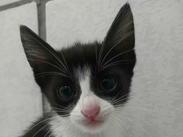 Gato ra a SRD-ViraLata idade 2 a 6 meses nome Theo