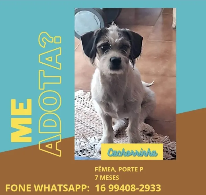 Cachorro ra a Pequinês idade 7 a 11 meses nome Femia