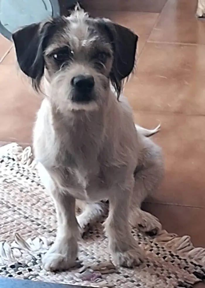 Cachorro ra a Pequinês idade 7 a 11 meses nome Femia