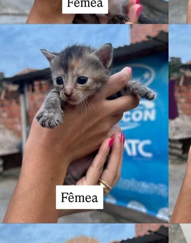Gato ra a SRD-ViraLata idade Abaixo de 2 meses nome Wendy