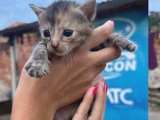 Gato ra a SRD-ViraLata idade Abaixo de 2 meses nome Wendy