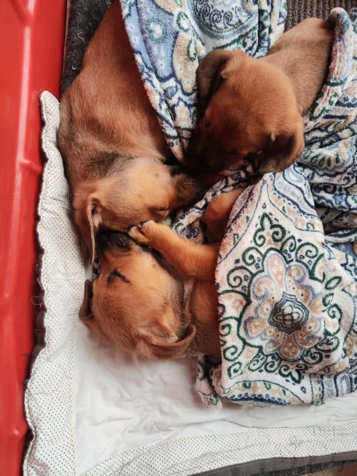 Cachorro ra a SRD-ViraLata idade 2 a 6 meses nome Caramelo