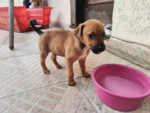 Cachorro raça SRD-ViraLata idade 2 a 6 meses nome Caramelo