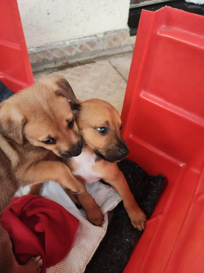 Cachorro ra a SRD-ViraLata idade 2 a 6 meses nome Caramelo