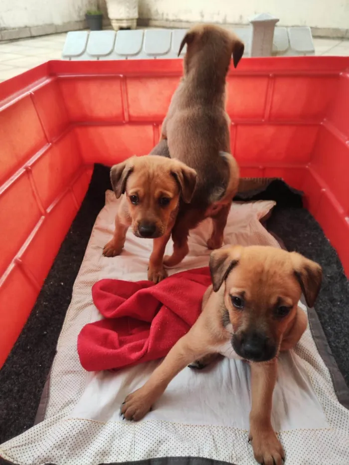 Cachorro ra a SRD-ViraLata idade 2 a 6 meses nome Zack