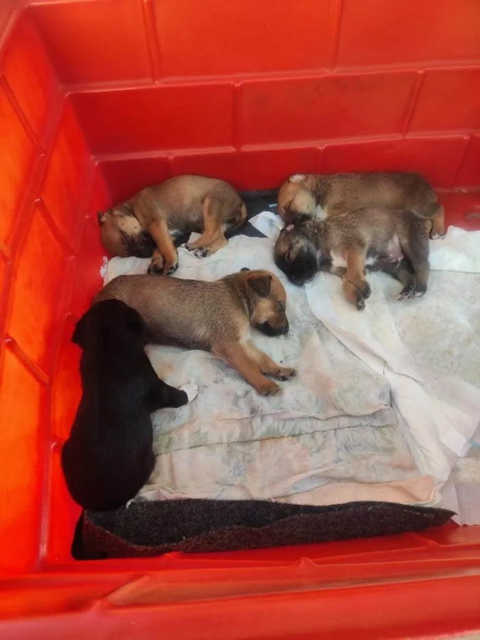 Cachorro ra a SRD-ViraLata idade 2 a 6 meses nome Zack