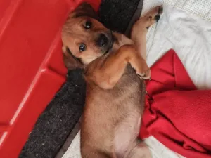 Cachorro raça SRD-ViraLata idade 2 a 6 meses nome Zack