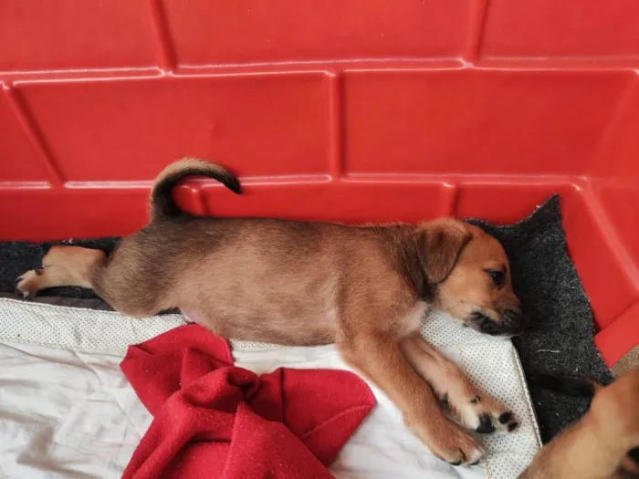 Cachorro ra a SRD-ViraLata idade 2 a 6 meses nome Cody