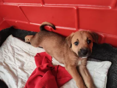 Cachorro raça SRD-ViraLata idade 2 a 6 meses nome Cody