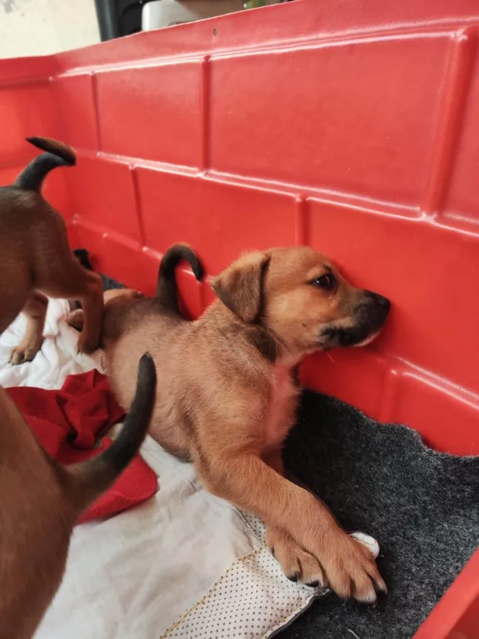 Cachorro ra a SRD-ViraLata idade 2 a 6 meses nome Cody