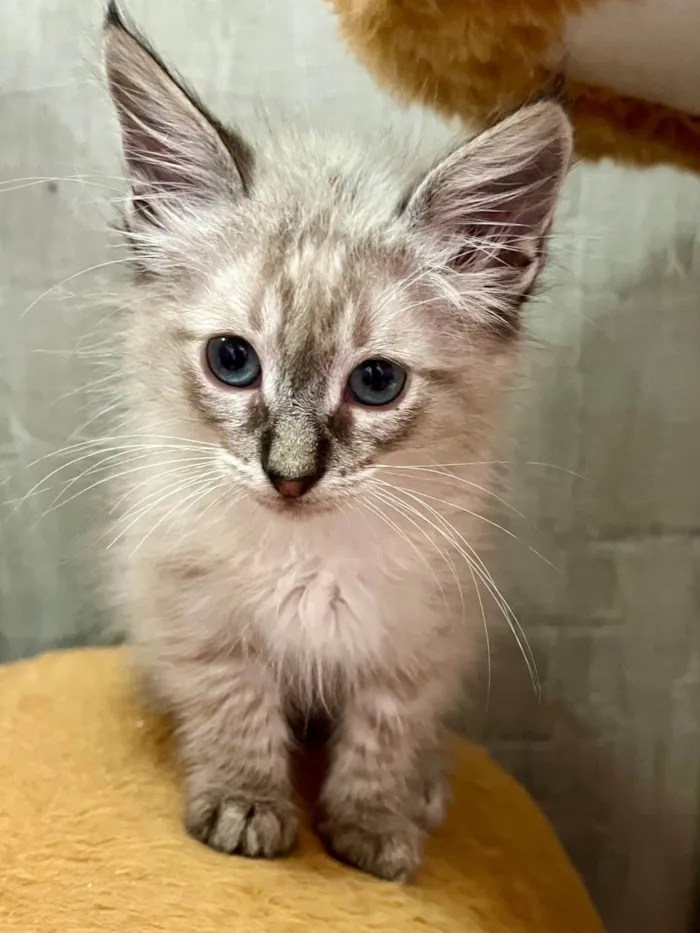 Gato raça SRD-ViraLata idade Abaixo de 2 meses nome José Augusto