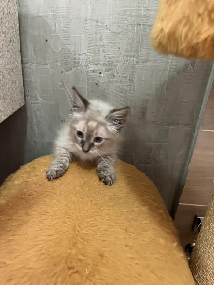 Gato raça SRD-ViraLata idade Abaixo de 2 meses nome José Augusto