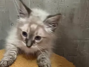 Gato raça SRD-ViraLata idade Abaixo de 2 meses nome José Augusto