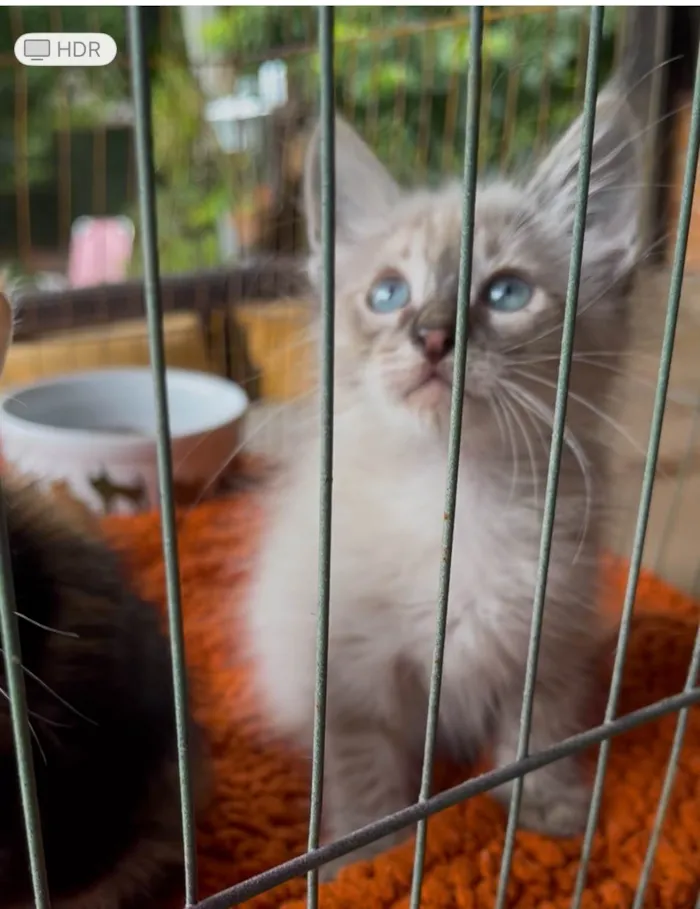 Gato raça SRD-ViraLata idade Abaixo de 2 meses nome José Augusto