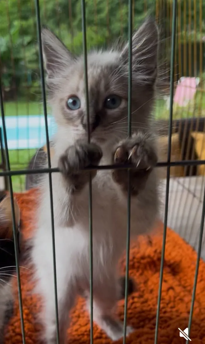 Gato raça SRD-ViraLata idade Abaixo de 2 meses nome José Augusto