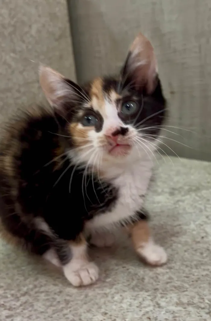 Gato ra a SRD-ViraLata idade Abaixo de 2 meses nome Mariângela e Graziela