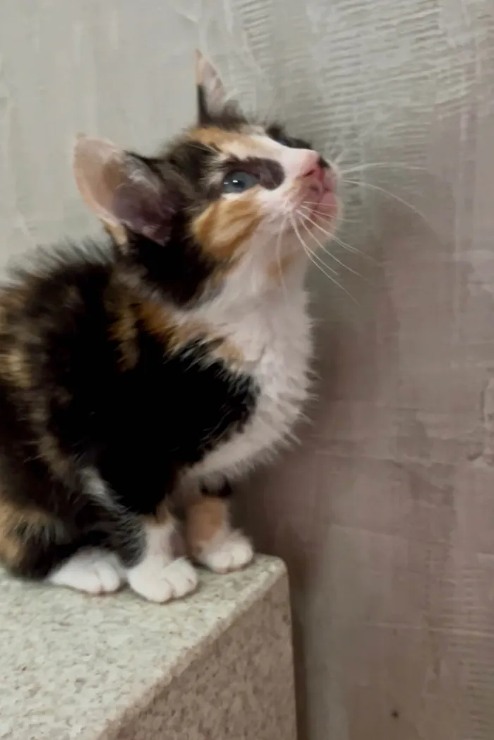 Gato ra a SRD-ViraLata idade Abaixo de 2 meses nome Mariângela e Graziela