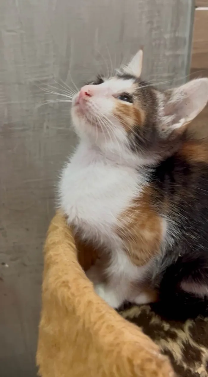 Gato ra a SRD-ViraLata idade Abaixo de 2 meses nome Mariângela e Graziela