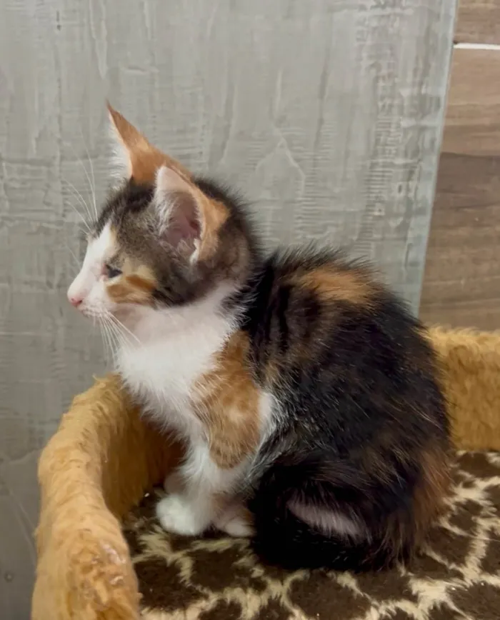 Gato ra a SRD-ViraLata idade Abaixo de 2 meses nome Mariângela e Graziela