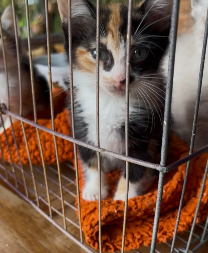 Gato ra a SRD-ViraLata idade Abaixo de 2 meses nome Mariângela e Graziela