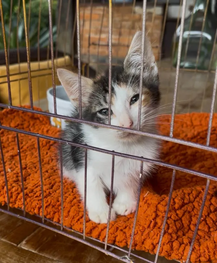 Gato ra a SRD-ViraLata idade Abaixo de 2 meses nome Mariângela e Graziela