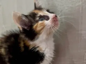 Gato raça SRD-ViraLata idade Abaixo de 2 meses nome Mariângela e Graziela