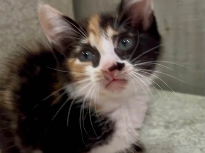 Gato ra a SRD-ViraLata idade Abaixo de 2 meses nome Mariângela e Graziela