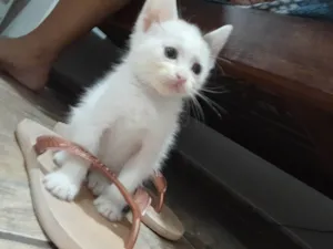 Gato raça SRD-ViraLata idade 2 a 6 meses nome gatinha