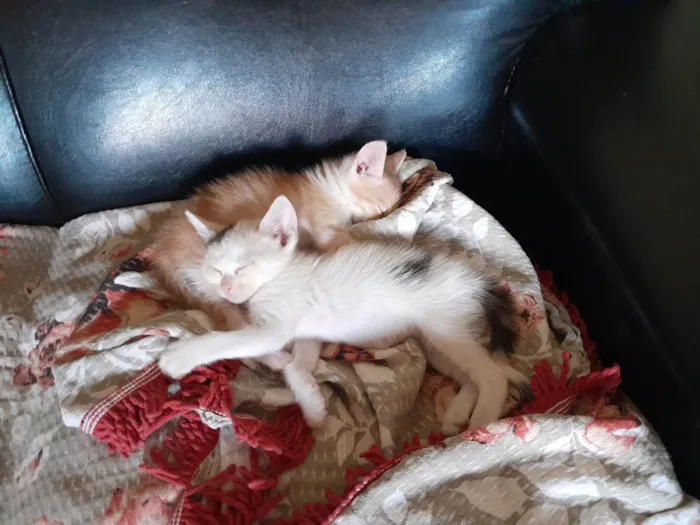 Gato ra a SRD-ViraLata idade 2 a 6 meses nome gatinha