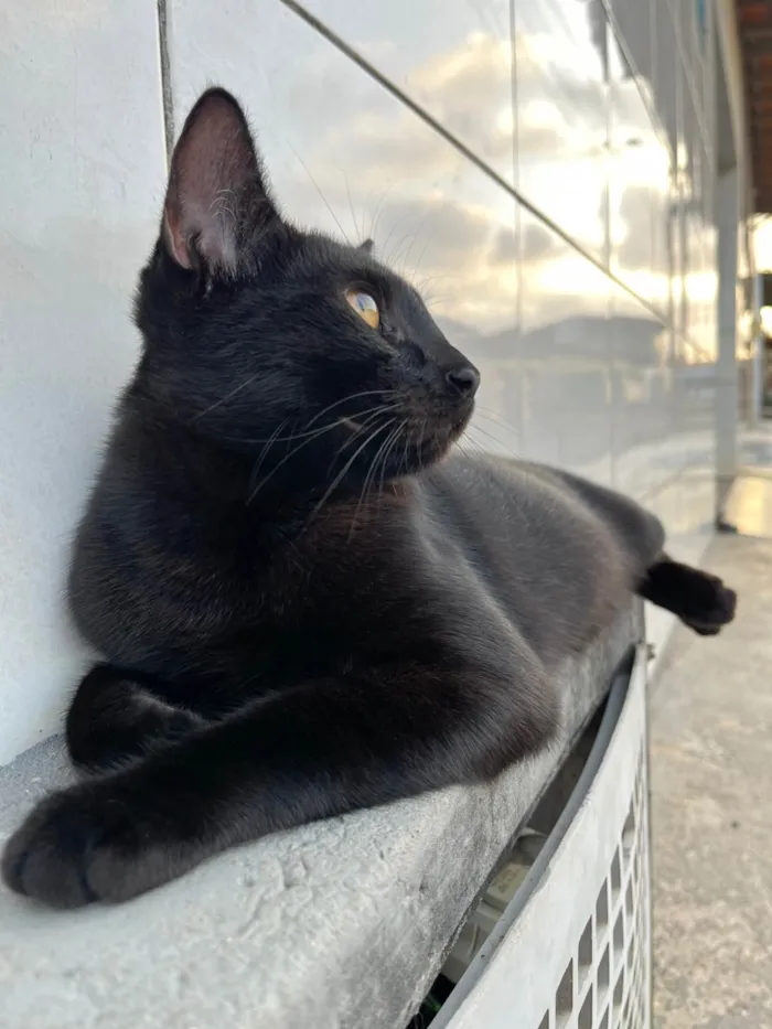 Gato ra a SRD-ViraLata idade 2 a 6 meses nome shuri