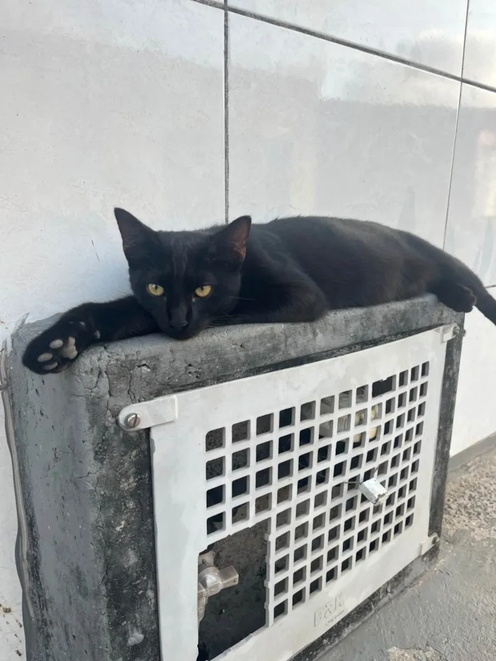 Gato ra a SRD-ViraLata idade 2 a 6 meses nome shuri