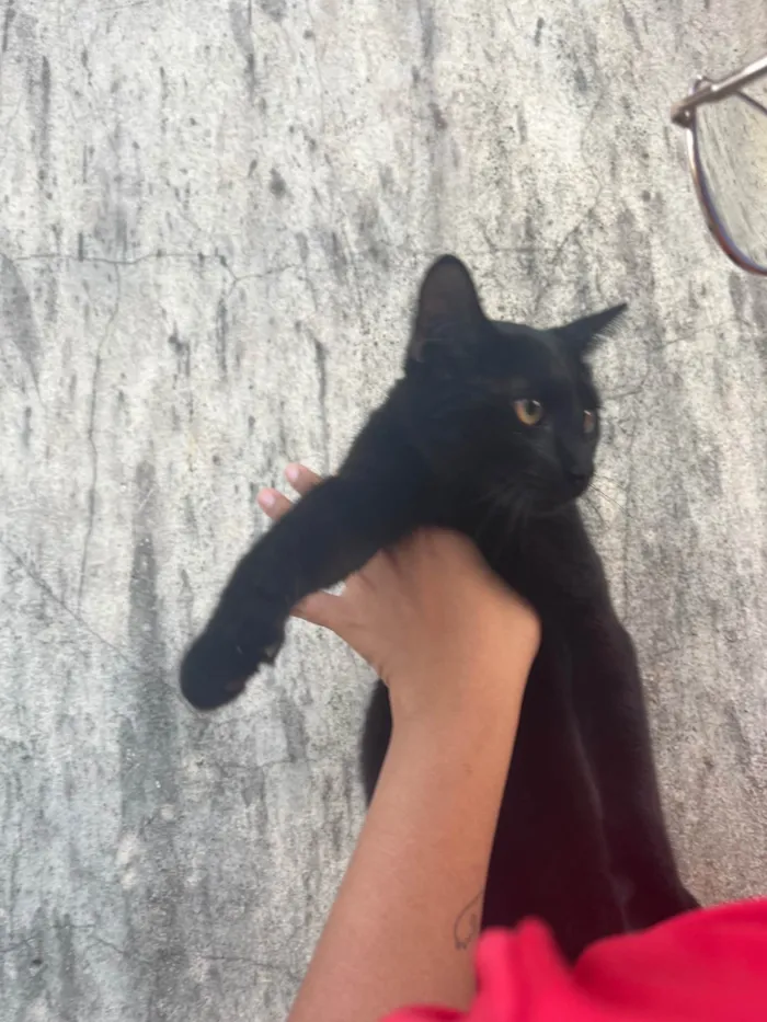 Gato ra a SRD-ViraLata idade 2 a 6 meses nome shuri