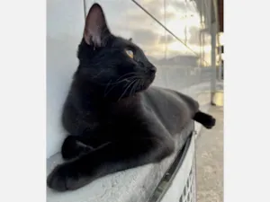 Gato raça SRD-ViraLata idade 2 a 6 meses nome shuri