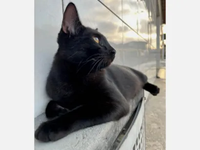 Gato raça SRD-ViraLata idade 2 a 6 meses nome shuri